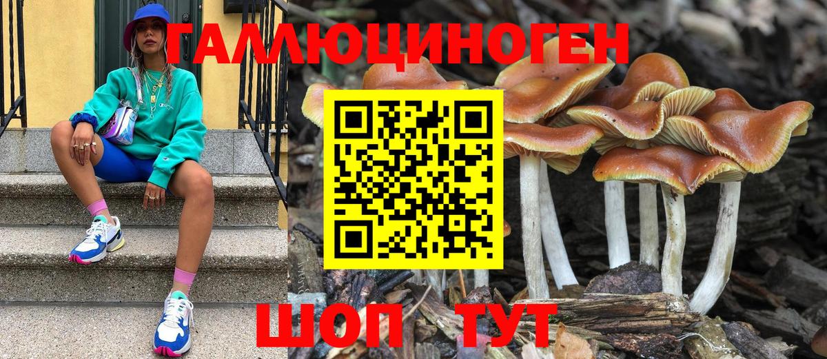 Псилоцибиновые грибы Psilocybe Нерюнгри